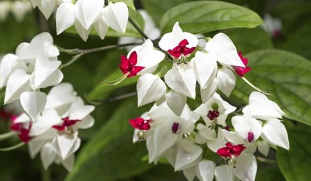 Клеродендрум Томпсона отличается пышным и продолжительным цветением