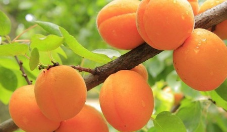 Вредители и болезни абрикоса и способы борьбы с ними