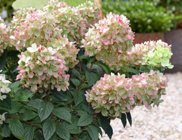 Саженцы Гортензия метельчатая Пинк Лайт